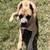AKC Cane Corso 3 thumbnail