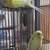 Parakeets 1 thumbnail