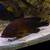 225g Saltwater Aquarium 6 thumbnail