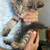 Free tabby kittens 4 thumbnail