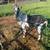 Alpine Billy goat 1 thumbnail