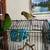Bird cage and everything in it 3 thumbnail