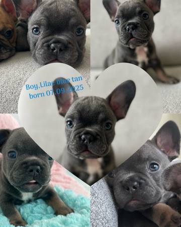 Cachorros Frenchie (Kirkland)63816064696193121
