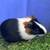 Young female tri color guinea pig, 2 months youngster 1 thumbnail