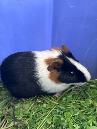 Young female tri color guinea pig, 2 months youngster 1