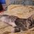 Cats and kittens 1 thumbnail