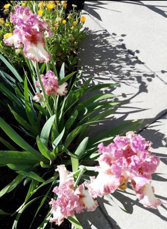 Fragrant Beautiful Perennial Bearded Spring Bloom Iris RHIZOMES &Plants on Sale 1