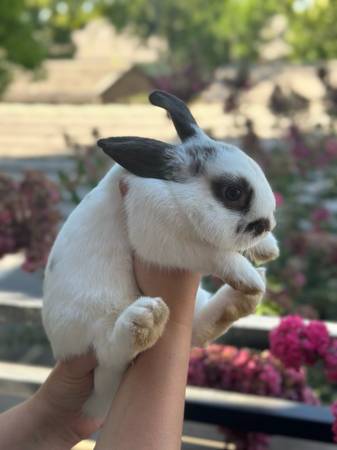 Bunny/Ribbit Male (Sacramento)63679272539521122