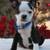 Boston Puppy 4 month old Female 3 thumbnail