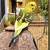 PARAKEETS - all colors 1 thumbnail
