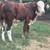 Braford Bull 1 thumbnail