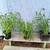 Plants 4 thumbnail