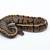 GHI Spotnose Ball python 1 thumbnail