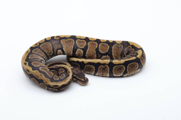 GHI Spotnose Ball python 1