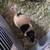 Guinea Pig 3 thumbnail