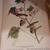 1st Edition 1937 The Birds of America Audubon Lithograph 6 thumbnail