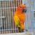 Adult Sun Conure Pair 2 thumbnail