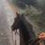 8 yo tb mare 3 thumbnail