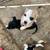 Papillion/chihuahua mix & chihuahua/dashhound mix 11 thumbnail
