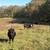 Bred Cows 8 thumbnail