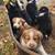Texas Heeler 1 thumbnail