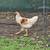 2 young roosters.  About 4 months old 1 thumbnail