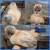 Silkies 9 thumbnail