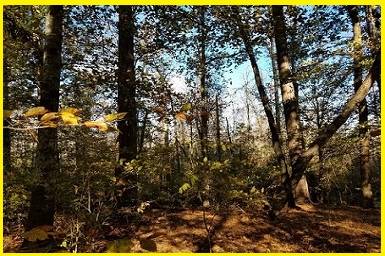 Stunning Lot Sale in Perquimans County 1