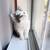 Selkirk Rex kitten 1 thumbnail