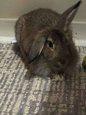 6 month old rabbit (Camp Lejeune)63925385108226121