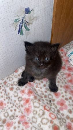 Kittens!!63902987627906121
