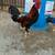 Gallos 1 thumbnail