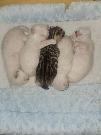 Snow Bengal Kittens (Austin/Lakeway)64024397143426123