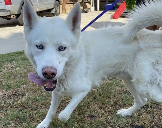 Husky (Winnetka)63870037291777121