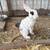 Bunny 2 thumbnail