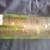 Vintage Porfidio Tequila cactus bottle (empty) 6 thumbnail