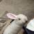 Plush Lop Bunnies 2 thumbnail