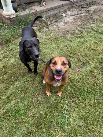 2 Dogs Need A Good Home (Rincon)64146955523843121