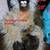 Electronic Animated Stuffed Animals and Monkey Backpack 4 thumbnail