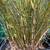 Bamboo - both clumping and running varieties 2 thumbnail