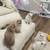 British shorthair and longhair Kitten for sales 1 thumbnail