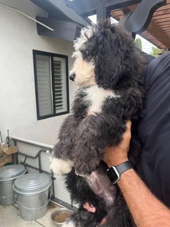 Sheepdoodele (Woodland hills)63877736089859121