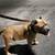Male American Bully 2 thumbnail