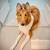 Collie 1 thumbnail