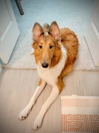 Collie 1