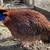 Male Temminck's Tragopan Pheasant 5 thumbnail