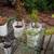 PLANT-LARGE STAG FERN IN CLAY POT 14 thumbnail