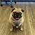 $48.00 / Night Dog Boarding - I make your life less Ruff! 1 thumbnail