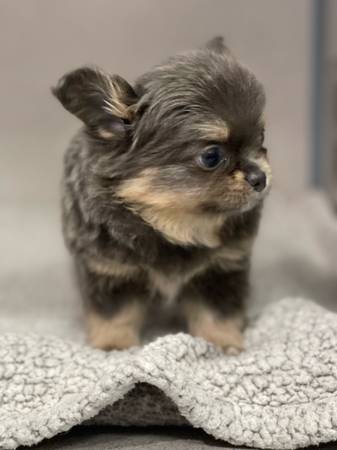 Pomchi-Rocket (Broken Arrow)64054492559363123