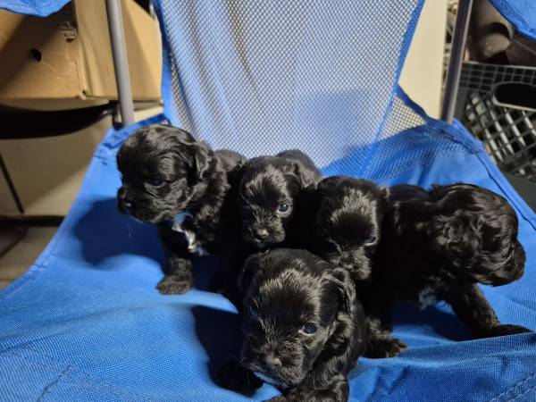 Mini toy Akc poodle is the dad mom is purebred shitzu (Price)64037454644354122
